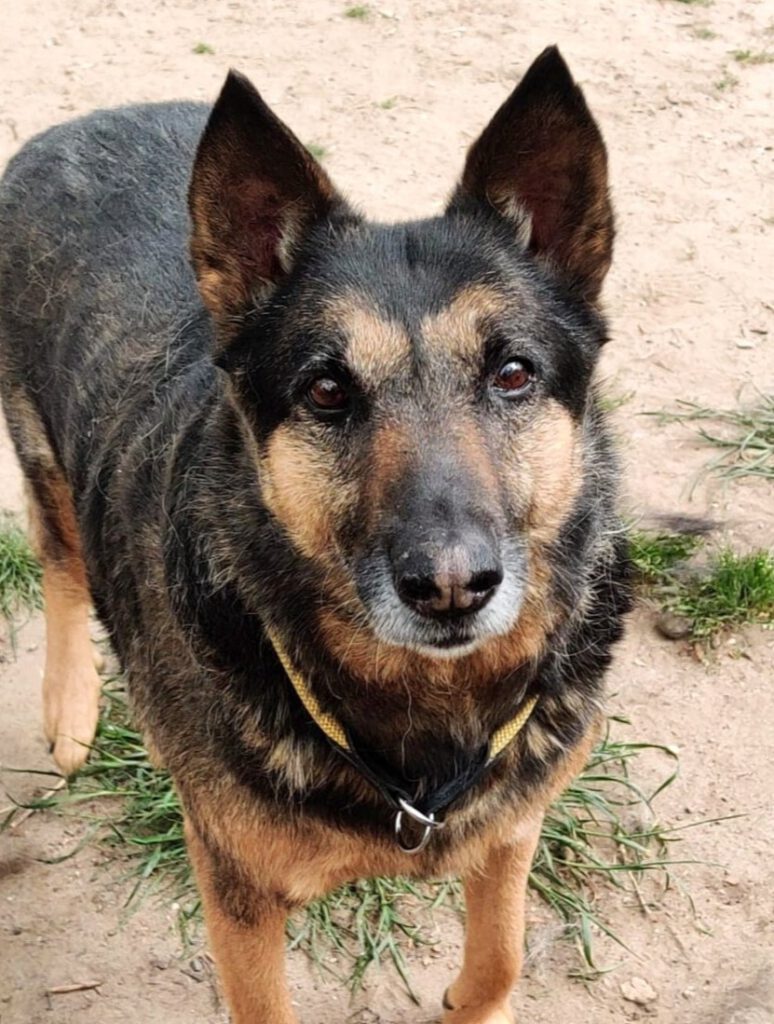 Alle unsere Hunde - Übersicht