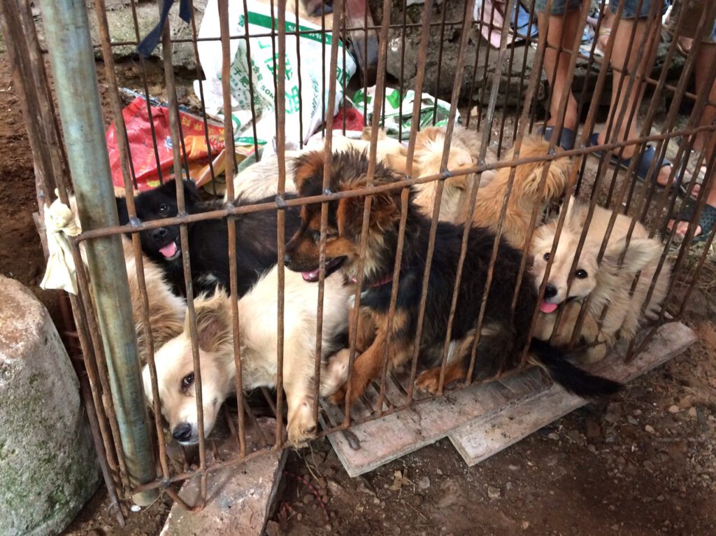 Petition gegen grausames Yulin-Festival!
