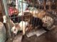 Petition gegen grausames Yulin-Festival!
