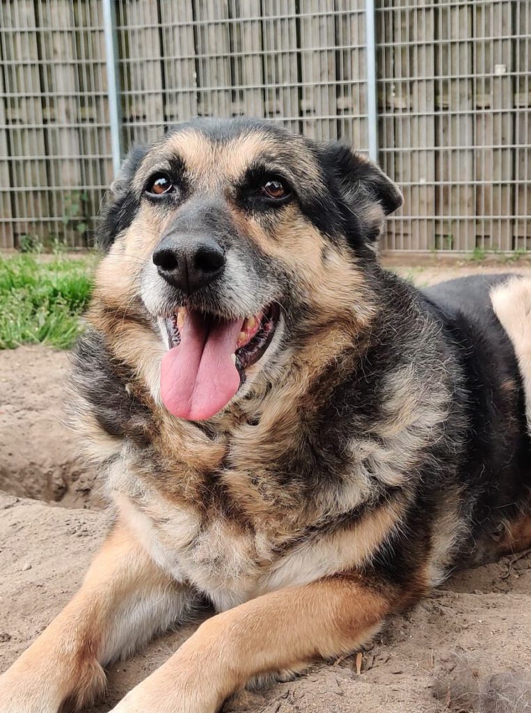 Alle unsere Hunde - Übersicht