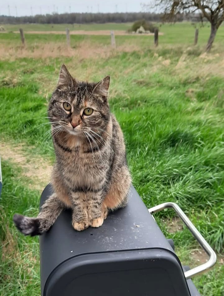 Katze Fae vermisst 17099 Roga!