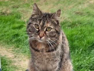 Katze Fae vermisst 17099 Roga!
