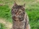 Katze Fae vermisst 17099 Roga!