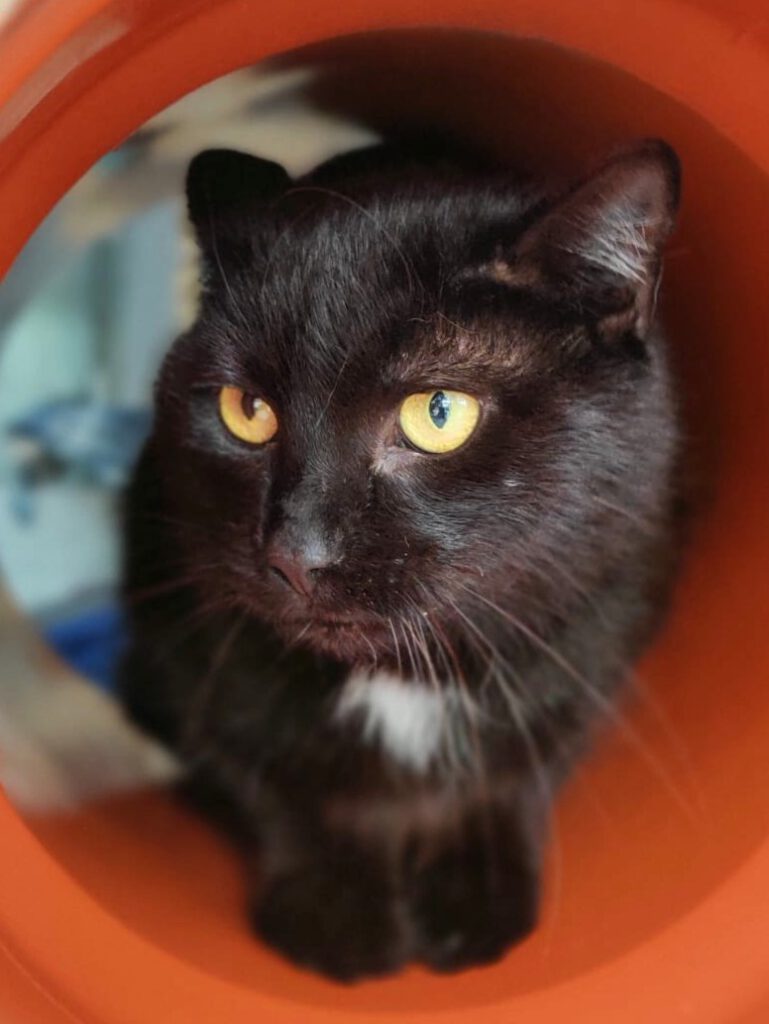 Alle unsere Katzen - Übersicht