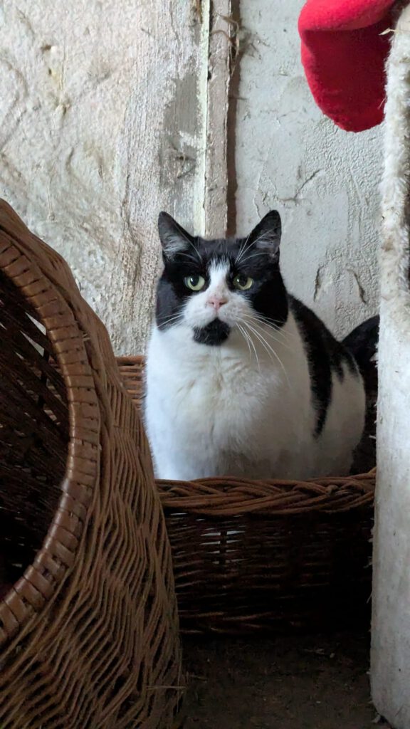 Pflaume (Freigängerin)