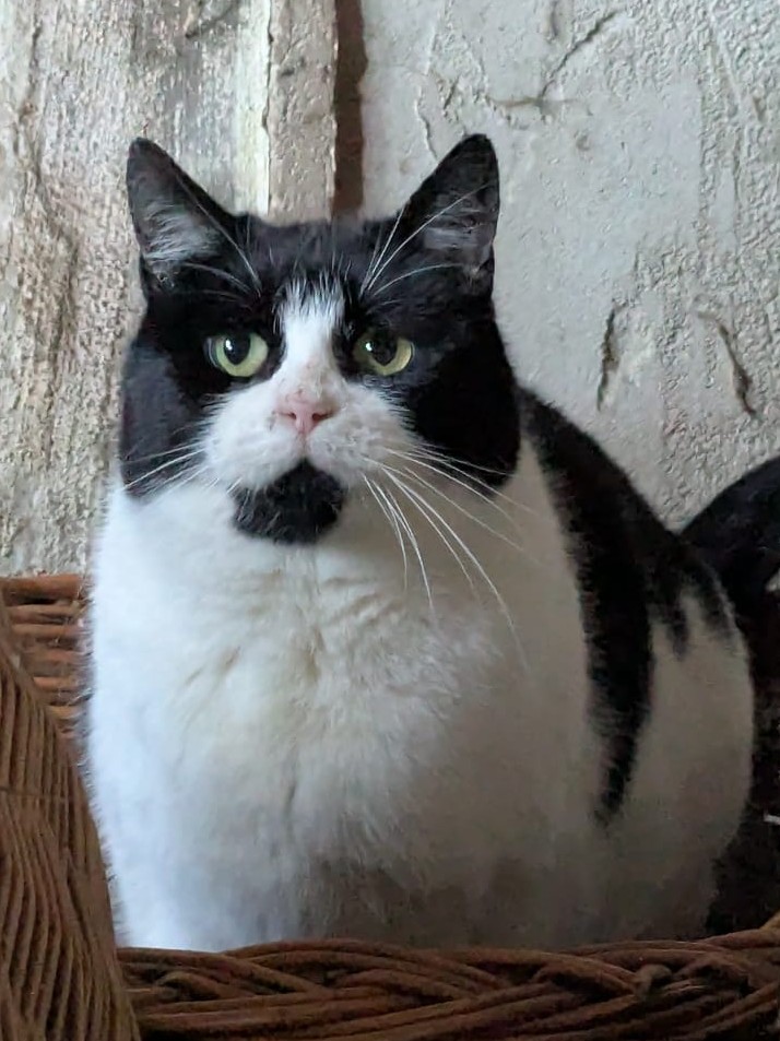 Alle unsere Katzen - Übersicht