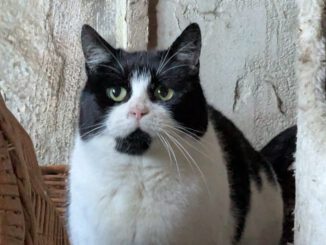 Pflaume (Freigängerin)