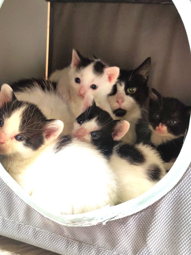 Alle unsere Katzen - Übersicht