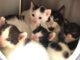 Pflaume mit Plankton, Pikachu, Pinsel & Primel