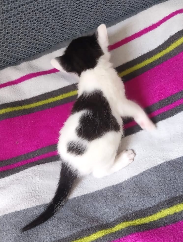 Pflaume mit Plankton, Pikachu, Pinsel & Primel