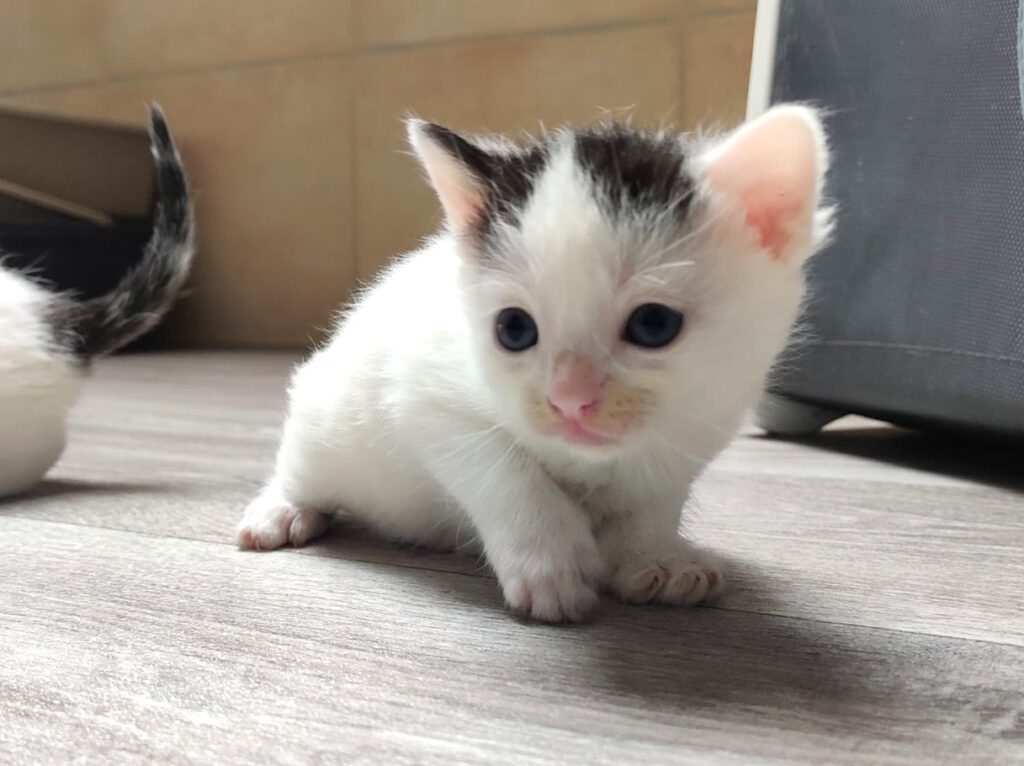 Pflaume mit Plankton, Pikachu, Pinsel & Primel