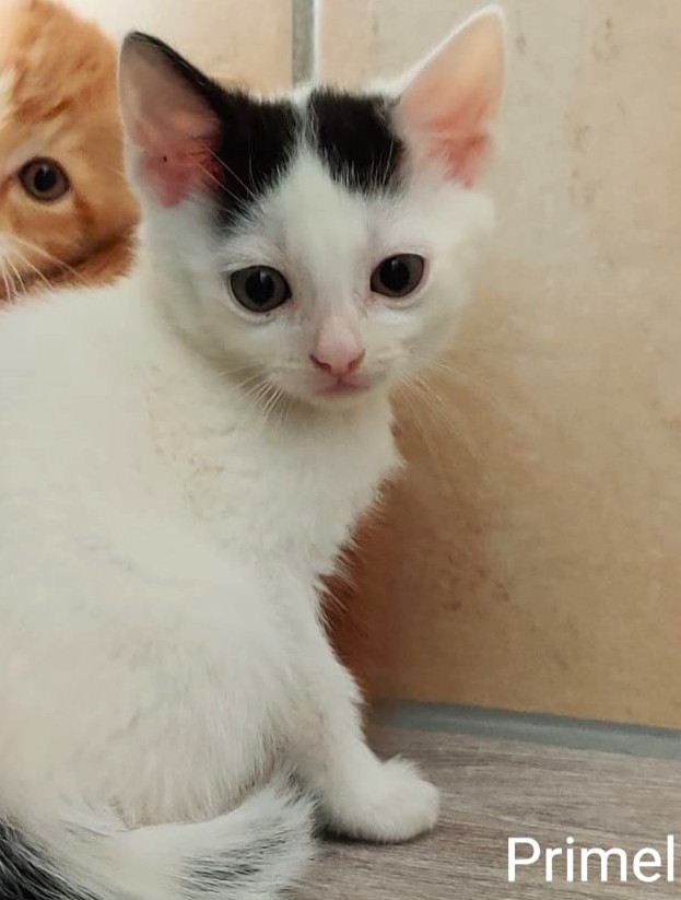 Alle unsere Katzen - Übersicht
