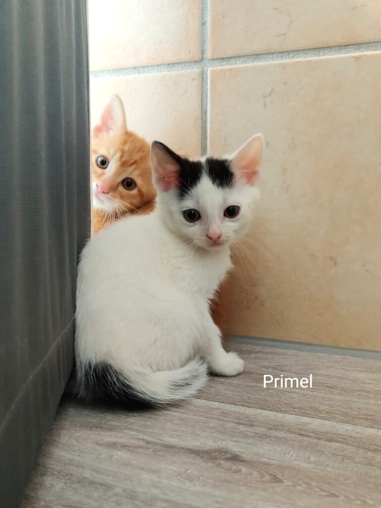 Pinsel & Primel