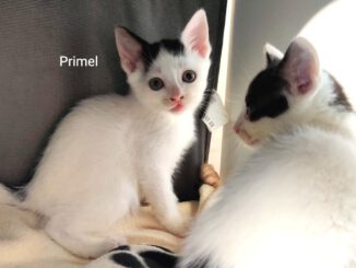 Pflaume mit Pinsel & Primel (Plankton & Pikachu RES.)