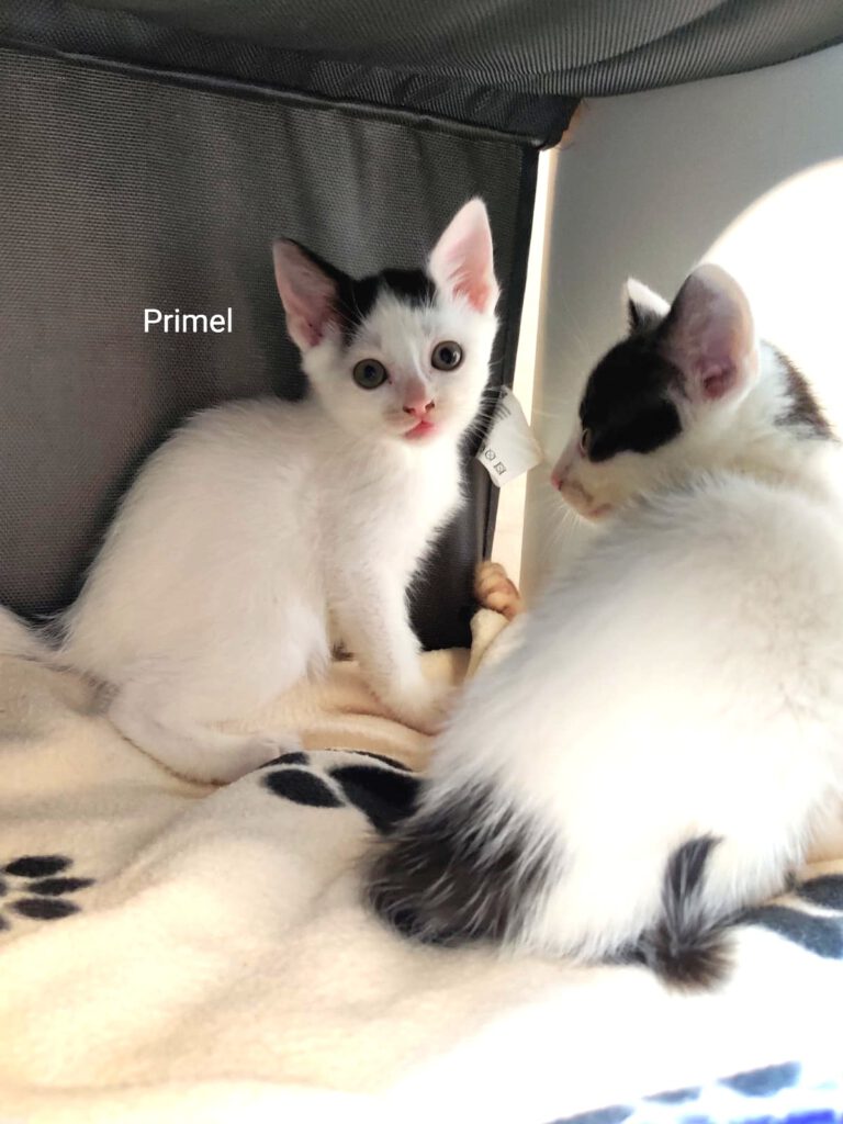 Pinsel & Primel
