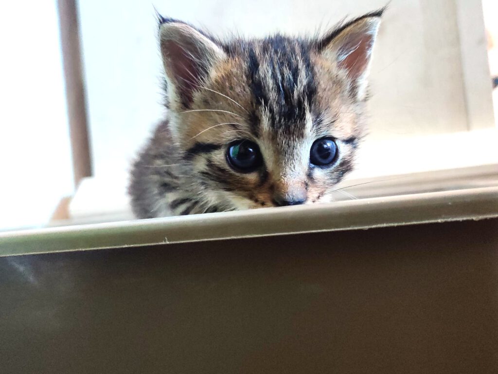 Taco, Tassilo, Thorvi, Tilli & Tuna