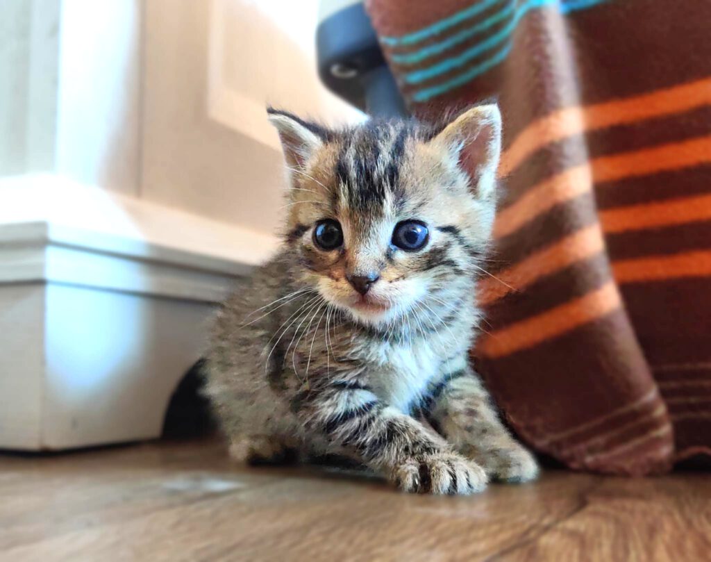 Taco, Tassilo, Thorvi, Tilli & Tuna