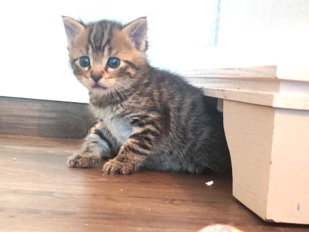 Taco, Tassilo, Thorvi, Tilli & Tuna