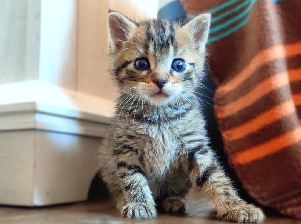 Taco, Tassilo, Thorvi, Tilli & Tuna
