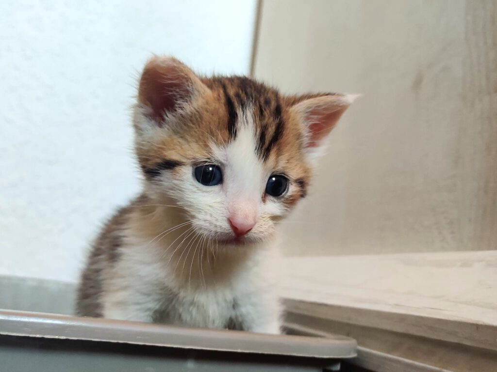 Taco, Tassilo, Thorvi, Tilli & Tuna