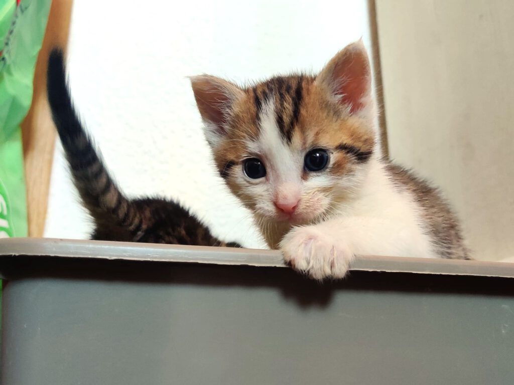 Taco, Tassilo, Thorvi, Tilli & Tuna