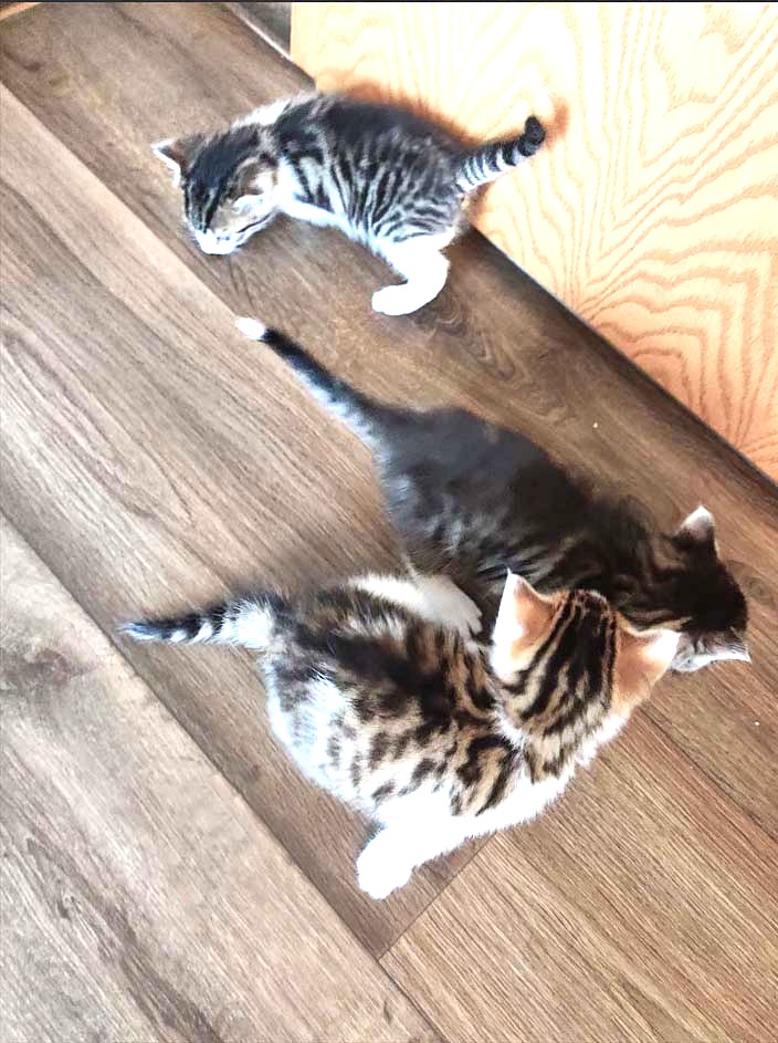 Taco, Tassilo, Thorvi, Tilli & Tuna