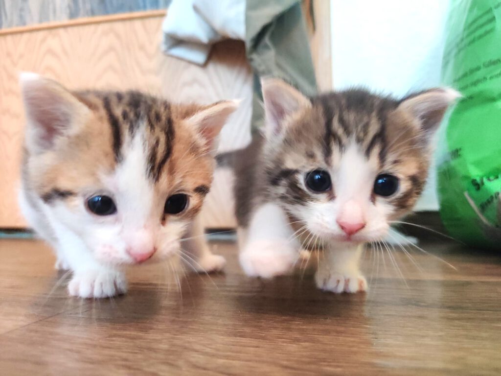 Taco, Tassilo, Thorvi, Tilli & Tuna