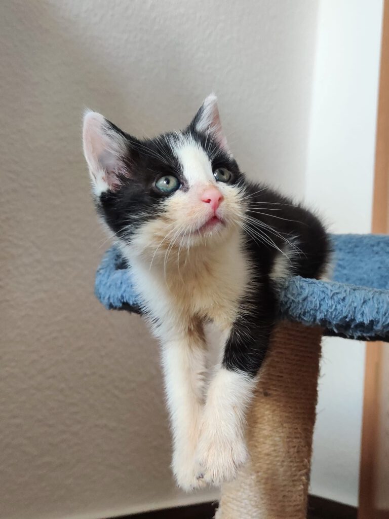 Thorvi (Tilli, Tuna, Taco, Tassilo RESERVIERT)