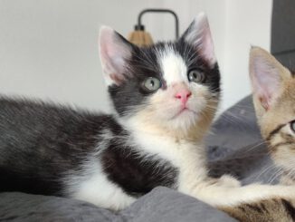 Thorvi, Tilli & Tuna (Taco & Tassilo RES.)