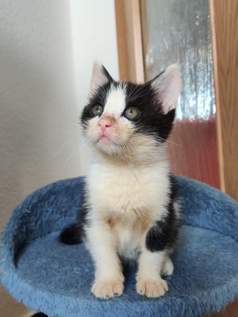Thorvi (Tilli, Tuna, Taco, Tassilo RESERVIERT)