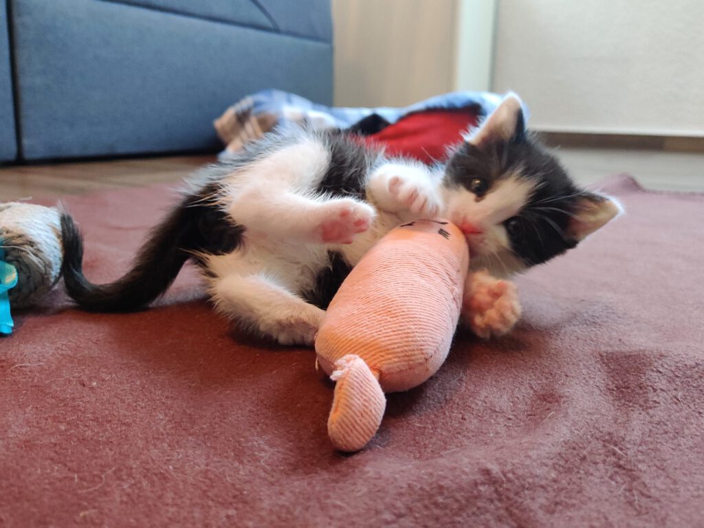 Taco, Tassilo, Thorvi, Tilli & Tuna