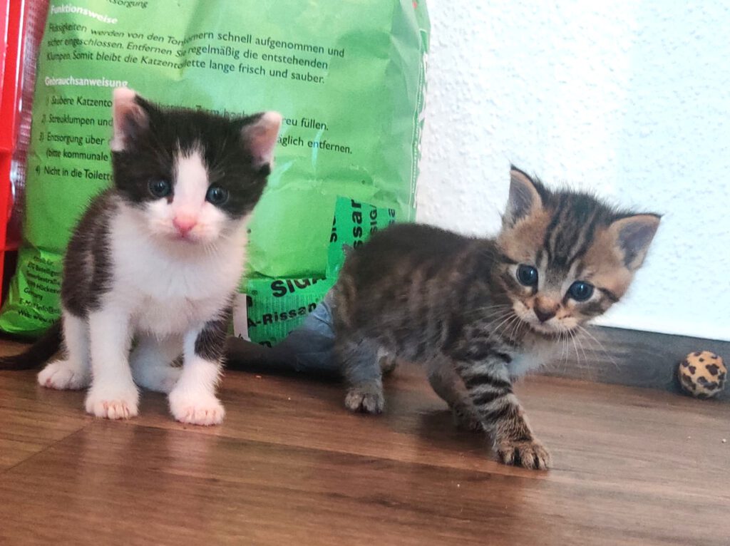 Taco, Tassilo, Thorvi, Tilli & Tuna