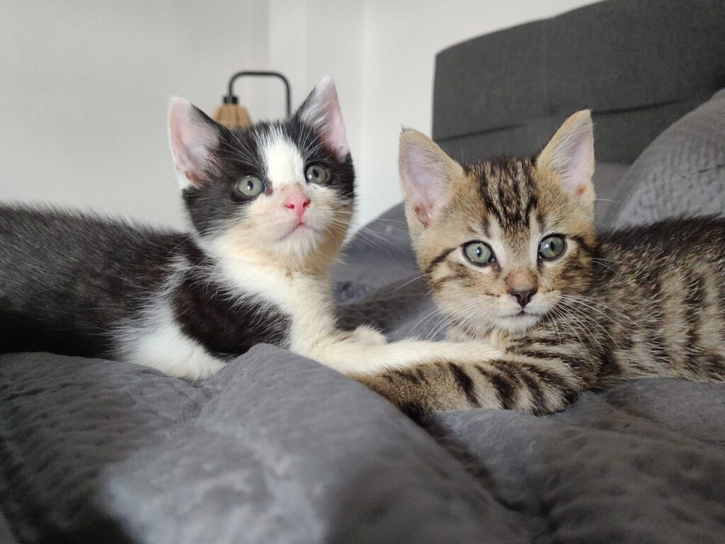 Thorvi (Tilli, Tuna, Taco, Tassilo RESERVIERT)