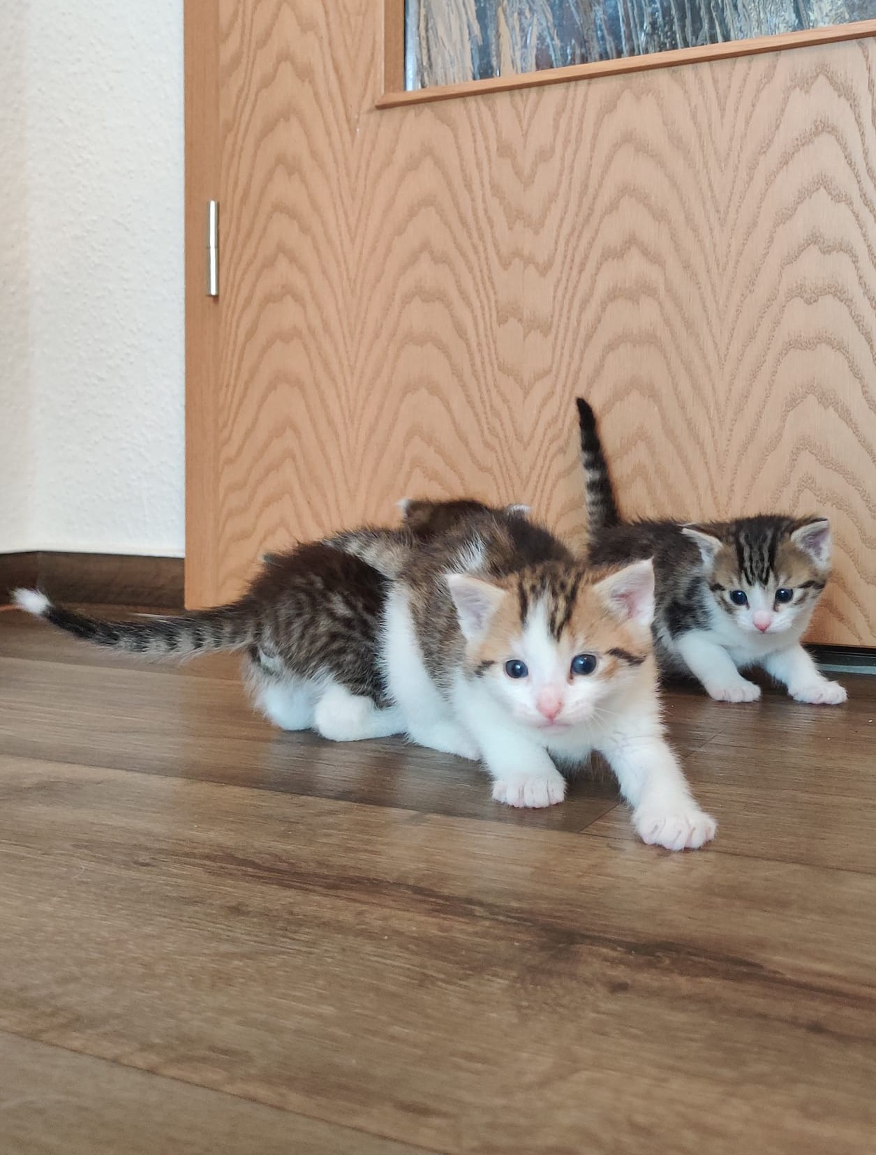 Taco, Tassilo, Thorvi, Tilli & Tuna
