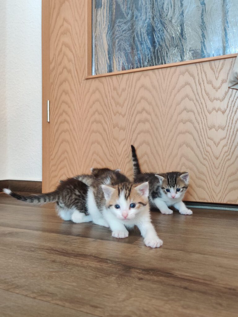 Taco, Tassilo, Thorvi, Tilli & Tuna