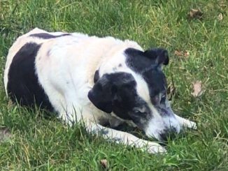 Benji sucht DRINGENDST ein neues Zuhause von privat!