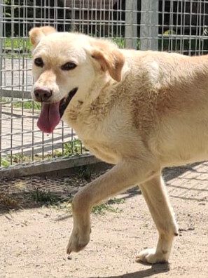 Alle unsere Hunde - Übersicht