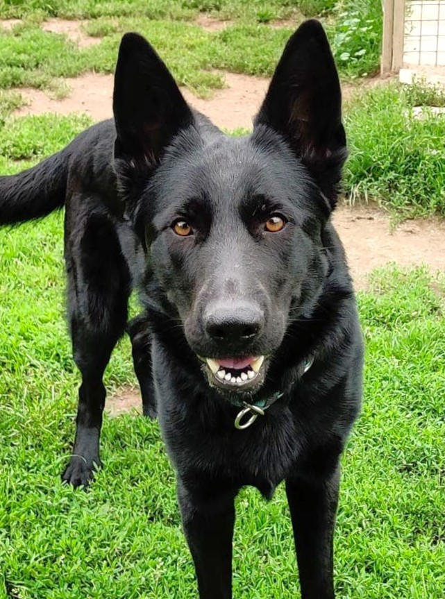 Alle unsere Hunde - Übersicht