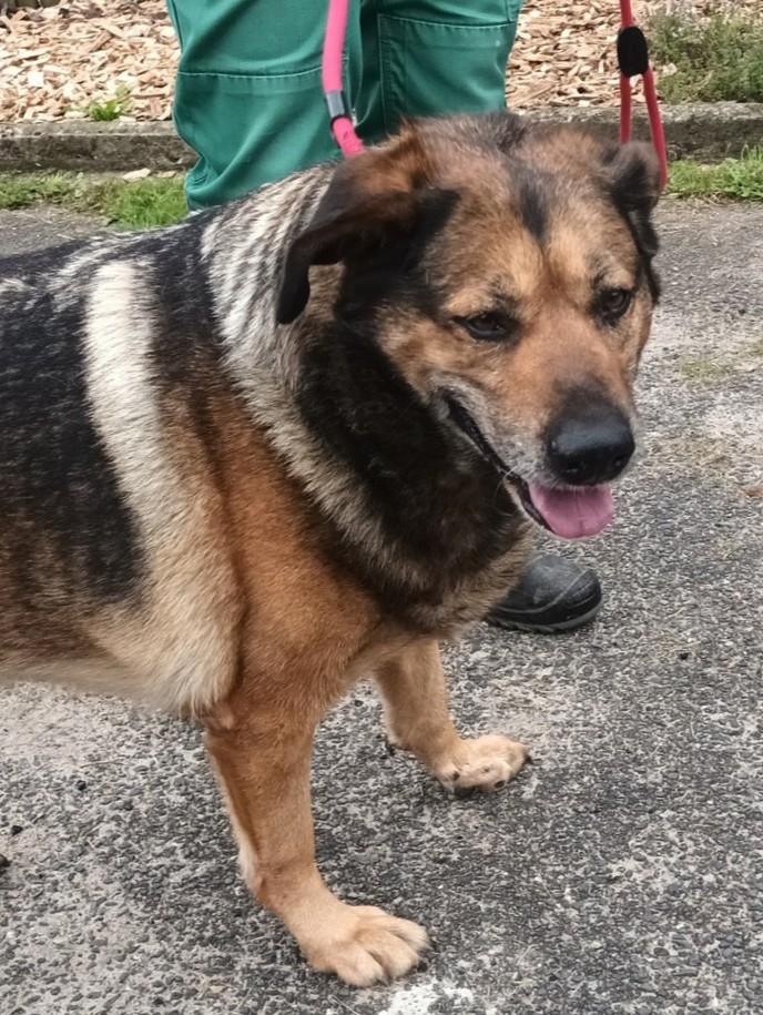 Wilma - Kuschelmaus sucht ebenerdiges Zuhause!