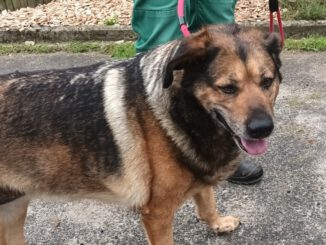 Wilma - Kuschelmaus sucht ebenerdiges Zuhause!