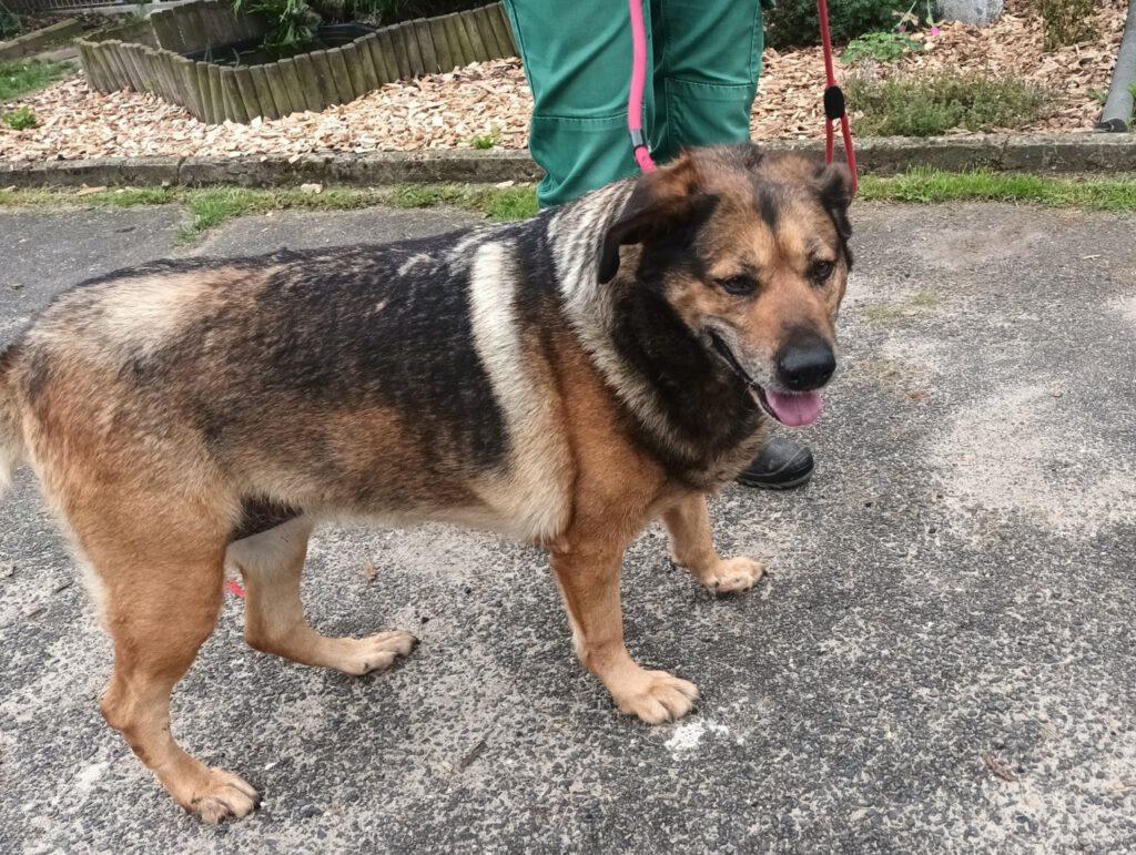 Wilma - Kuschelmaus sucht ebenerdiges Zuhause!