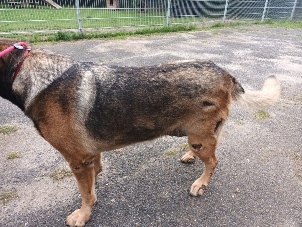 Wilma - Kuschelmaus sucht ebenerdiges Zuhause!