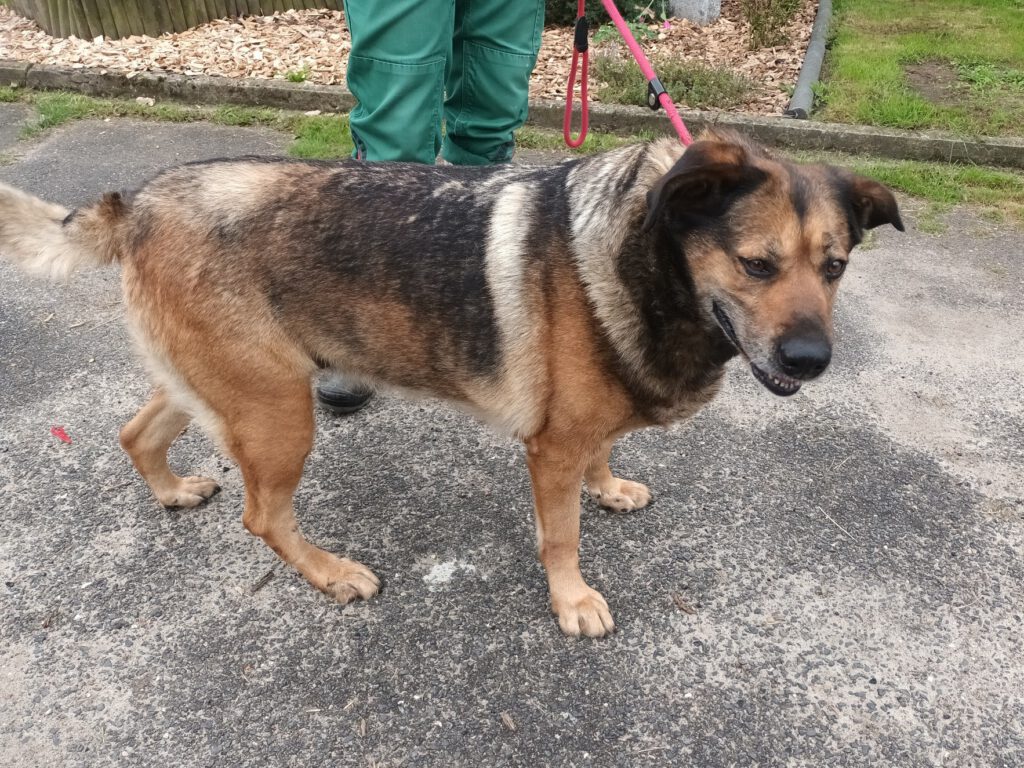Wilma - Kuschelmaus sucht ebenerdiges Zuhause!