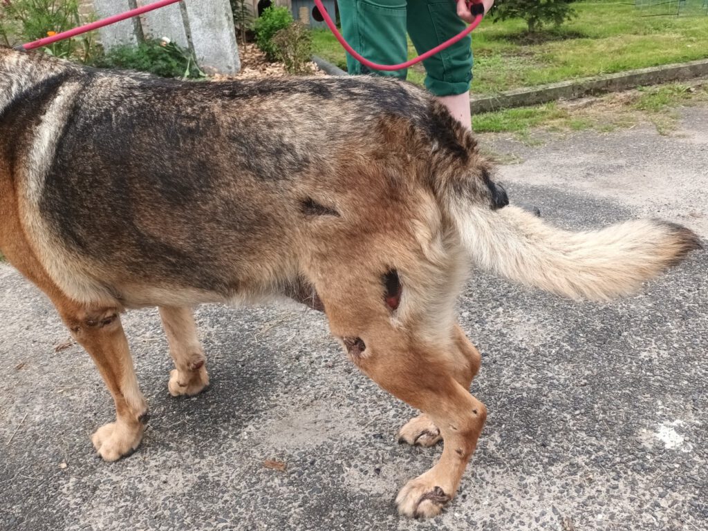 Wilma - Kuschelmaus sucht ebenerdiges Zuhause!