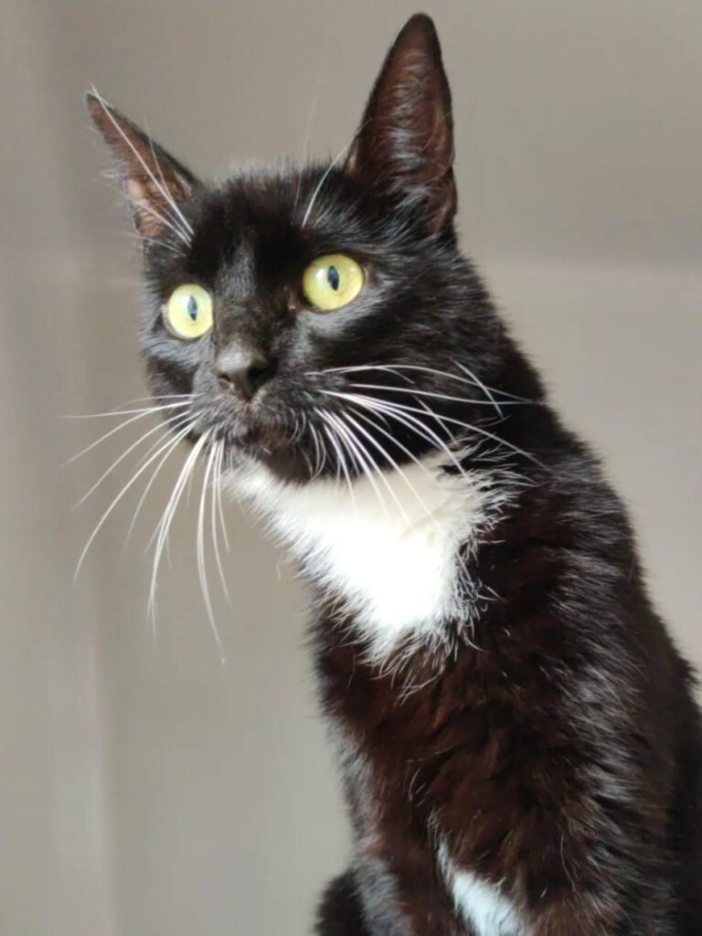 Alle unsere Katzen - Übersicht