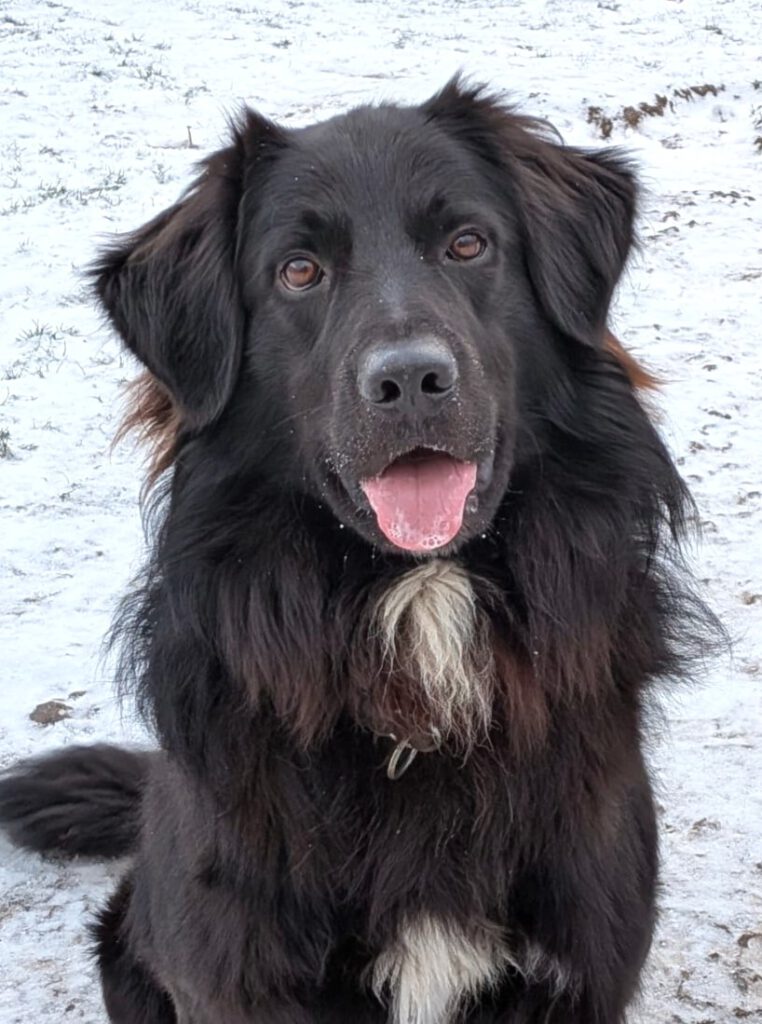 Alle unsere Hunde - Übersicht