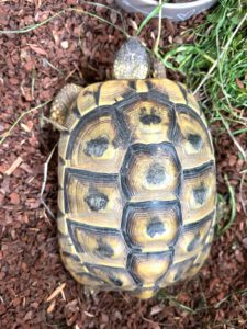 Landschildkröte - RESERVIERT