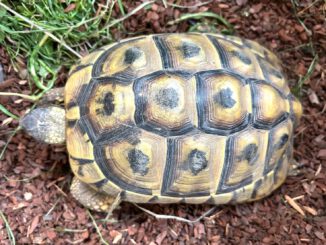Landschildkröte - RESERVIERT