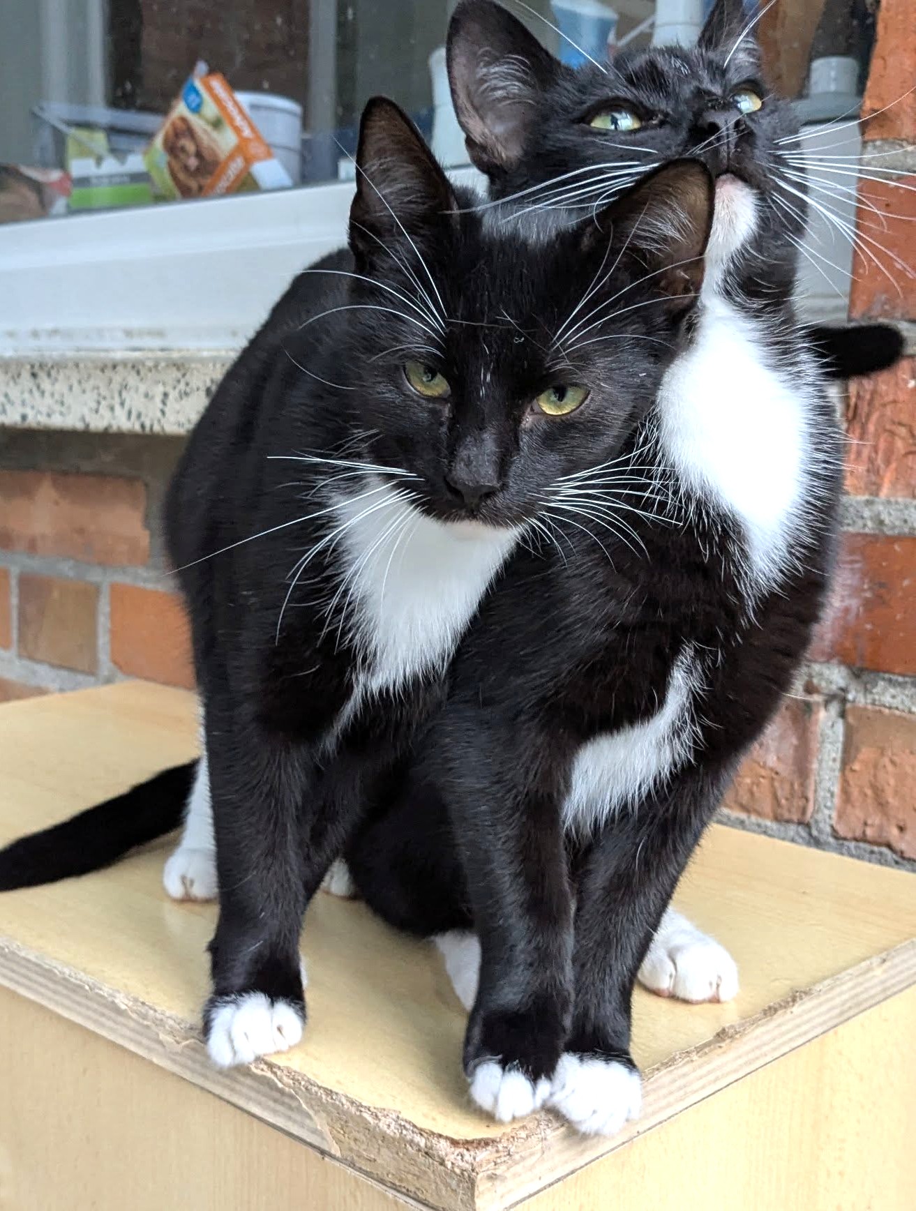 Alle unsere Katzen - Übersicht