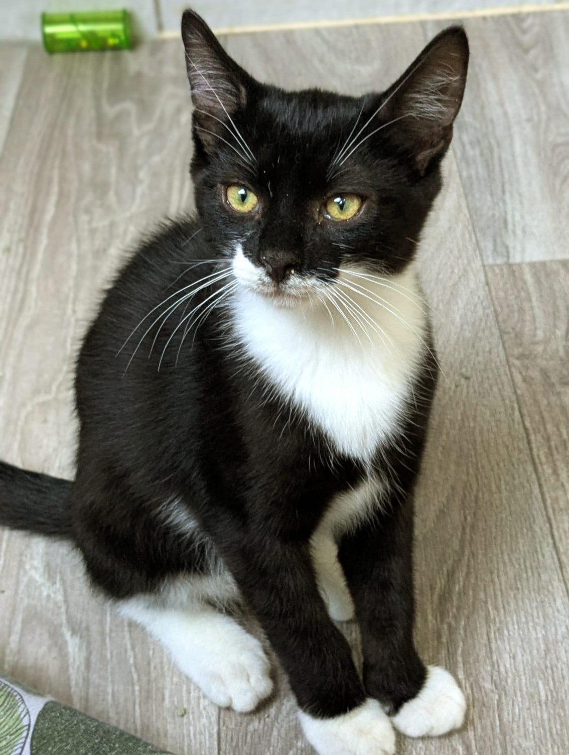 Alle unsere Katzen - Übersicht